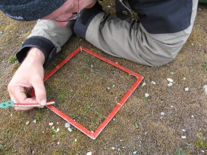 measuring ringed grasses