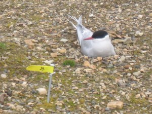 incubating tern at marked site