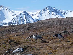 Barnacle Geese breed in rocky areas