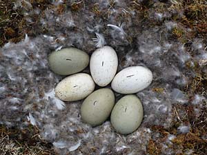 A nest with three Barnacle Geese eggs and three eggs of a Common Eider