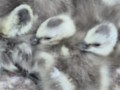 20260622 hatching goslings