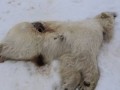 20260519 Bird flu detected in polar bear and walrus