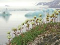 20190606 field guide to flora of svalbard